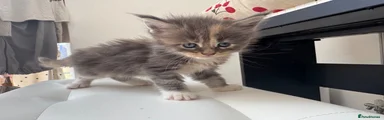 Maine Coon 6