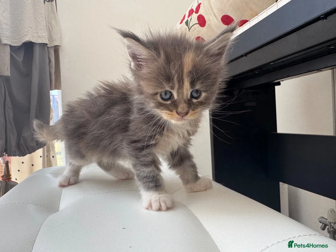 Maine Coon cats for sale:  Maine Coon Kittens  - Advert 7