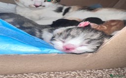 Domestic Shorthair cats for sale: 5 adorable kittens - Image 3