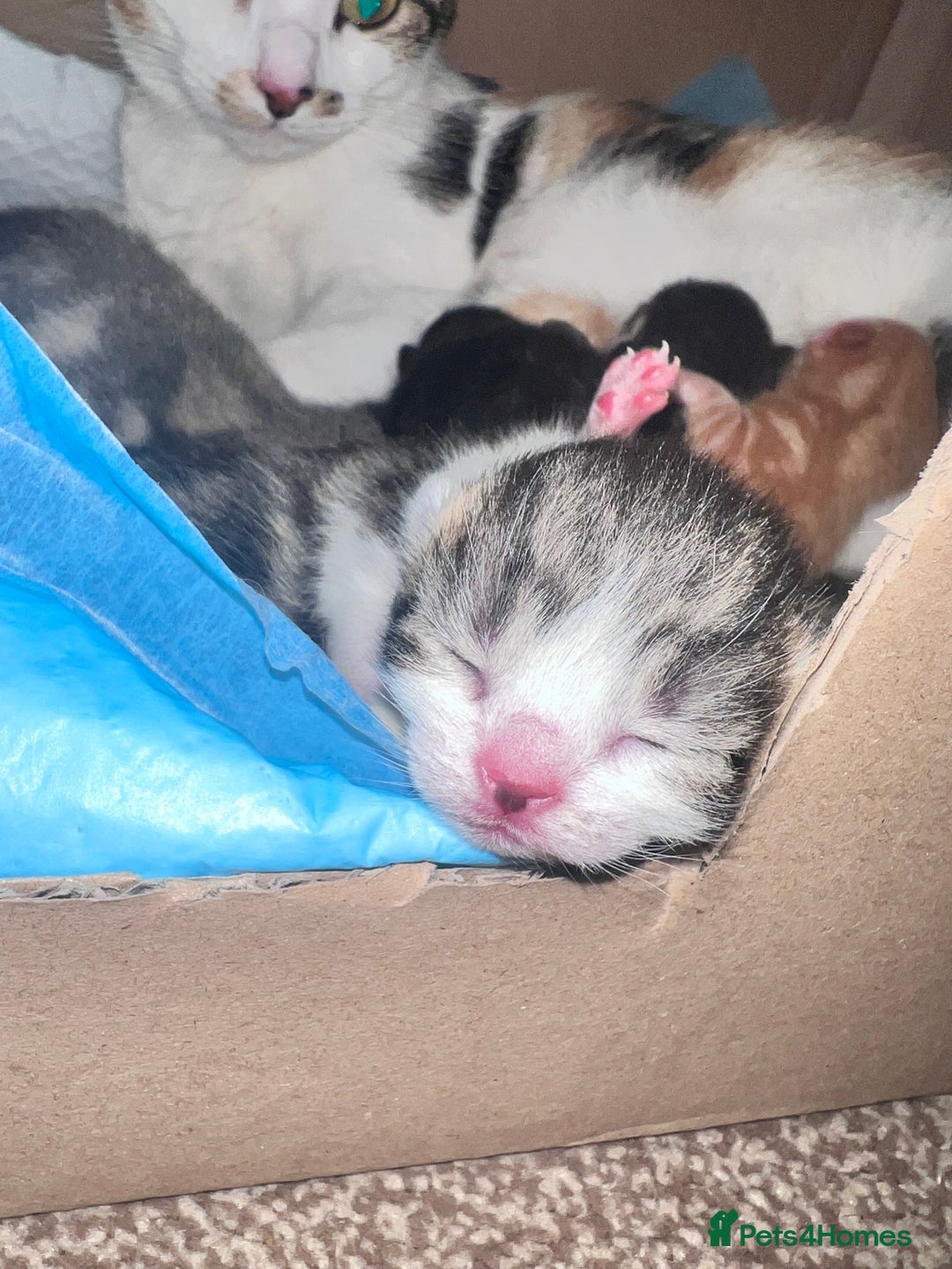 Domestic Shorthair cats for sale: 5 adorable kittens - Image 3