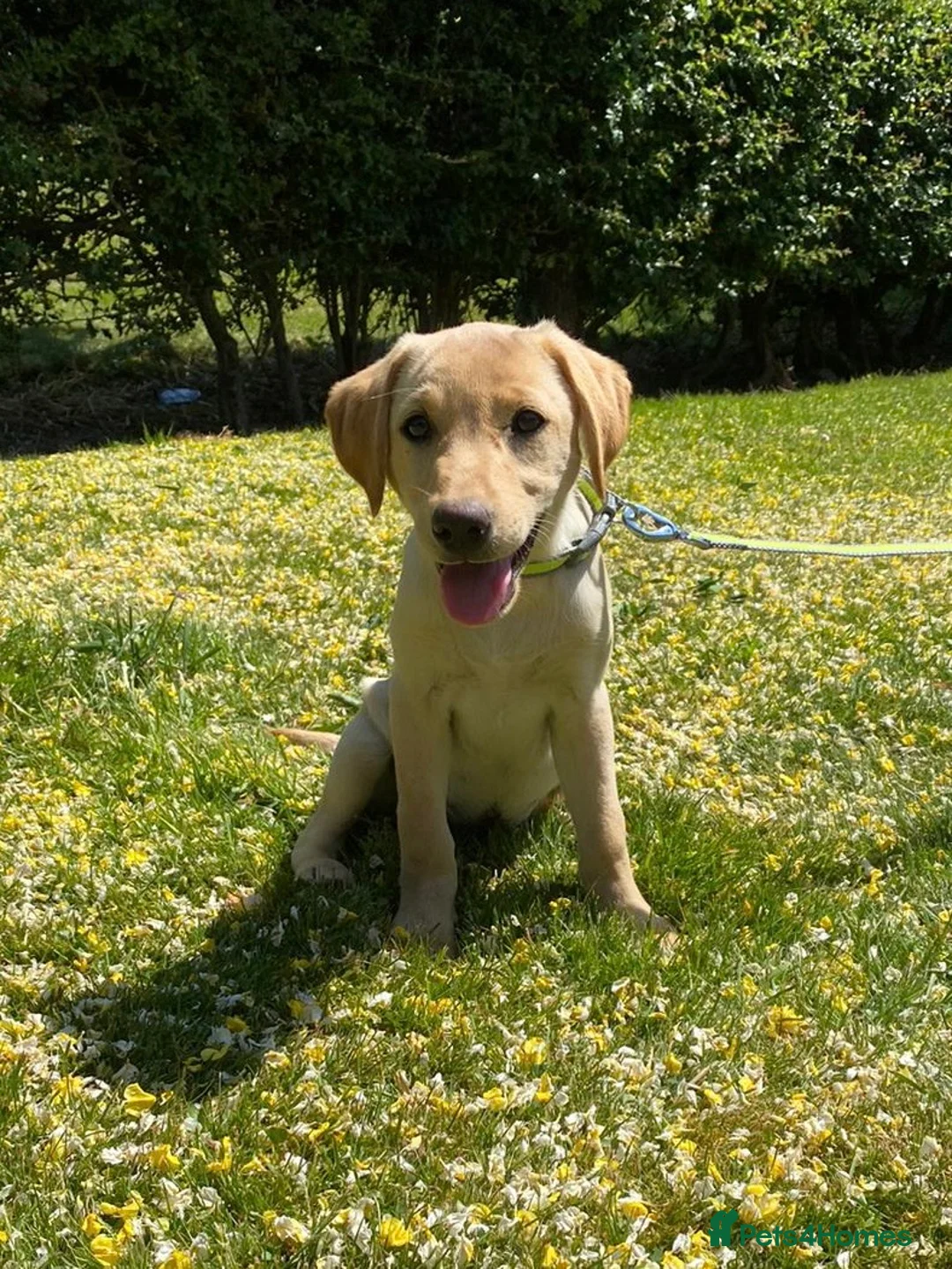 Labrador Retriever dogs for stud: Health Tested Working Labrador Retriever For Stud in Burton-on-Trent - Advert 15