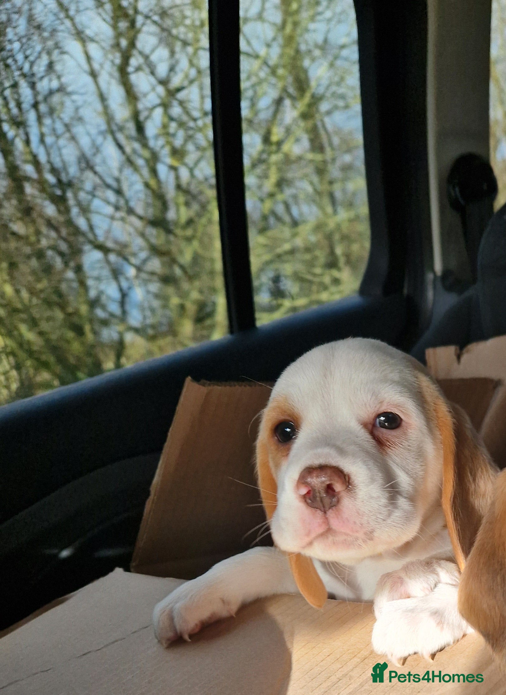 Beagle dogs Last boy looking for forever home - Advert 1