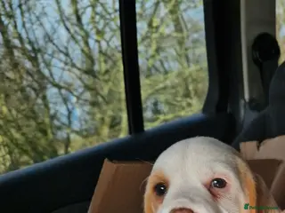 Beagle dogs Last boy looking for forever home - Advert 3