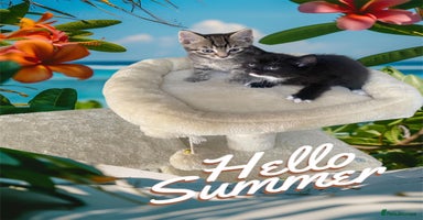Mixed Breed cats - Advert 5