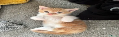Ragdoll 1