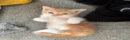Ragdoll cats for sale: Ragdoll mix - Advert 4