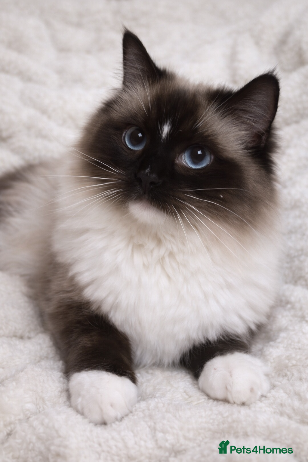 Ragdoll cats GCCF & TICA SEAL MITTED RAGDOLL STUD - Advert 11