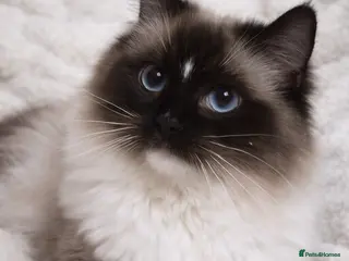 Ragdoll cats GCCF & TICA SEAL MITTED RAGDOLL STUD - Advert 11