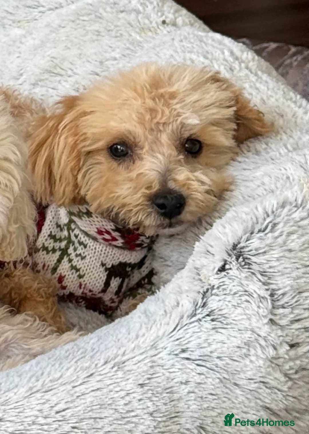 Toy Poodle dogs for sale: Pure Asian Toy poodles/Mom & Dad DNA Tested Clear - Advert 2