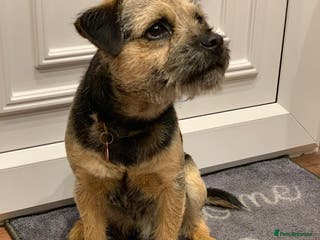 Border Terrier dogs Adorable Border Terrier boy - Advert 2