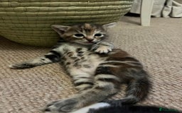 Mixed Breed cats for sale: Beautiful kittens ready for loving new homes.  - Image 5