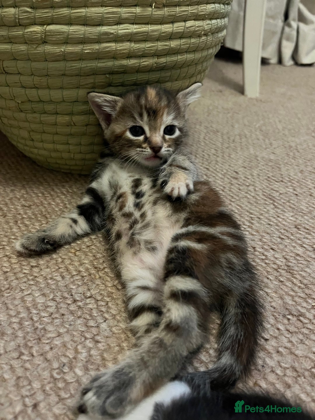 Mixed Breed cats for sale: Beautiful kittens ready for loving new homes.  - Image 5