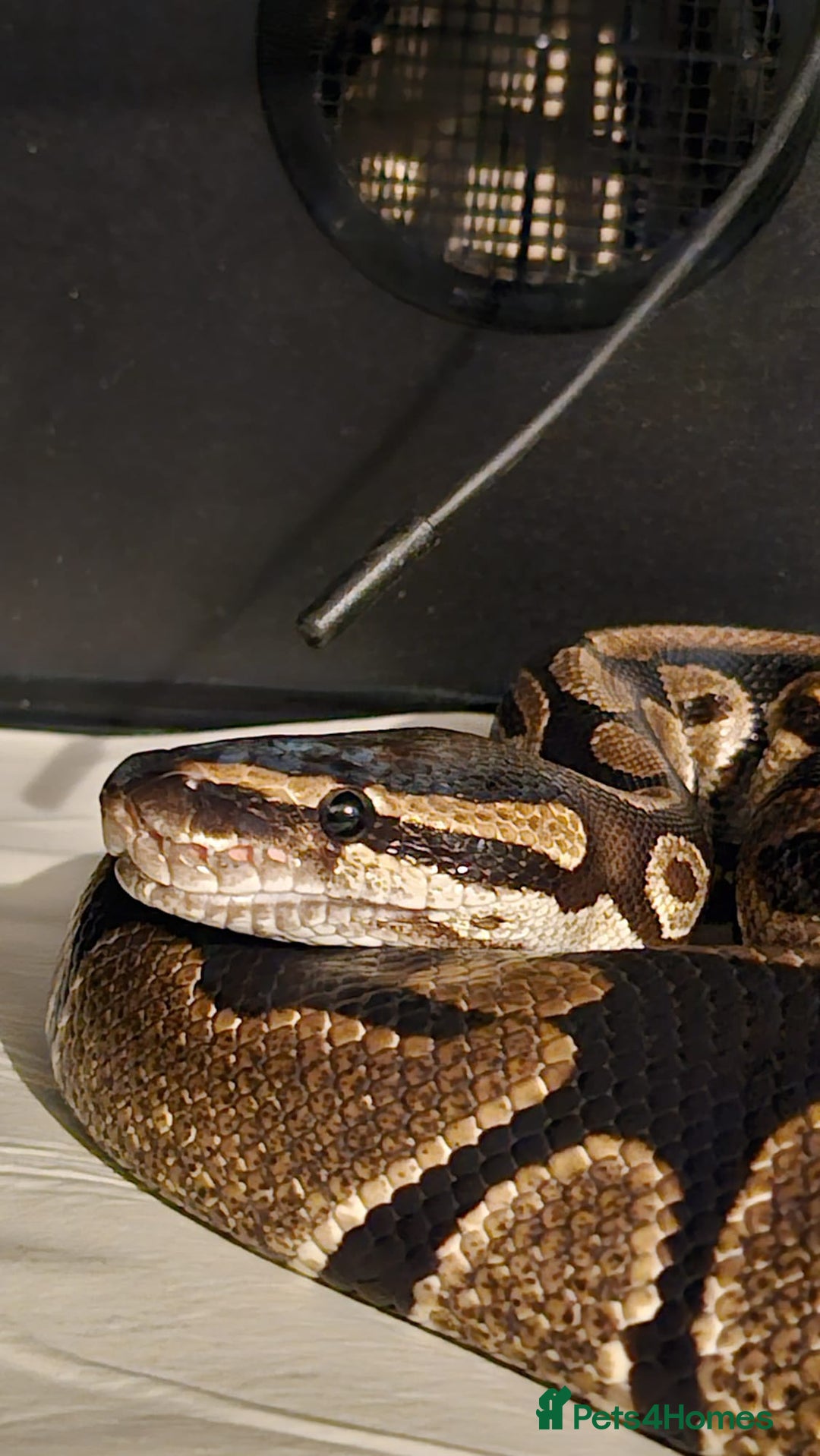 Python Snake reptiles for sale: Royal python and viv  - Advert 5