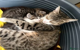 Mixed Breed cats for sale: 3 beautiful kitten  - Image 1