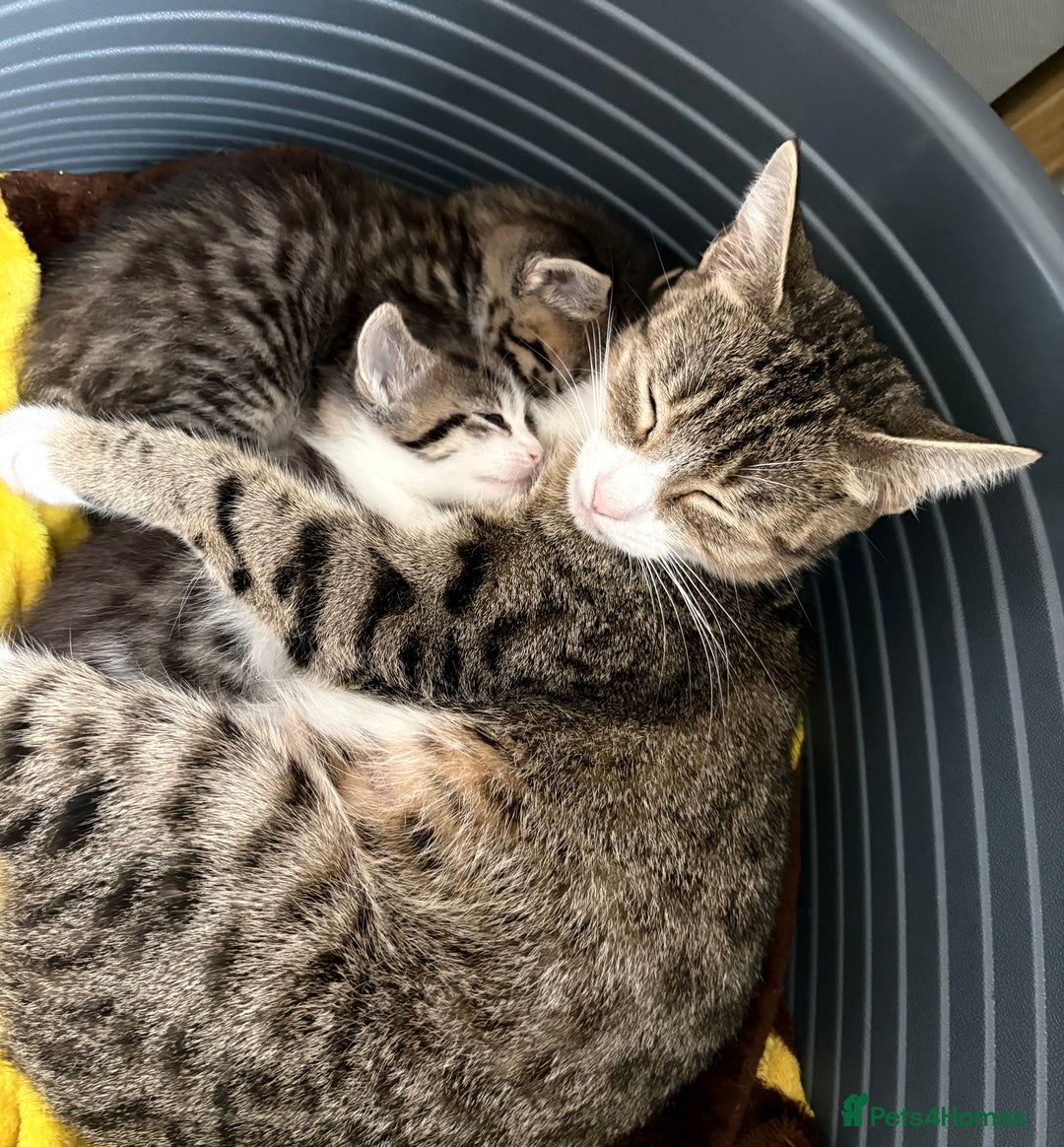 Mixed Breed cats for sale: 3 beautiful kitten  - Image 1