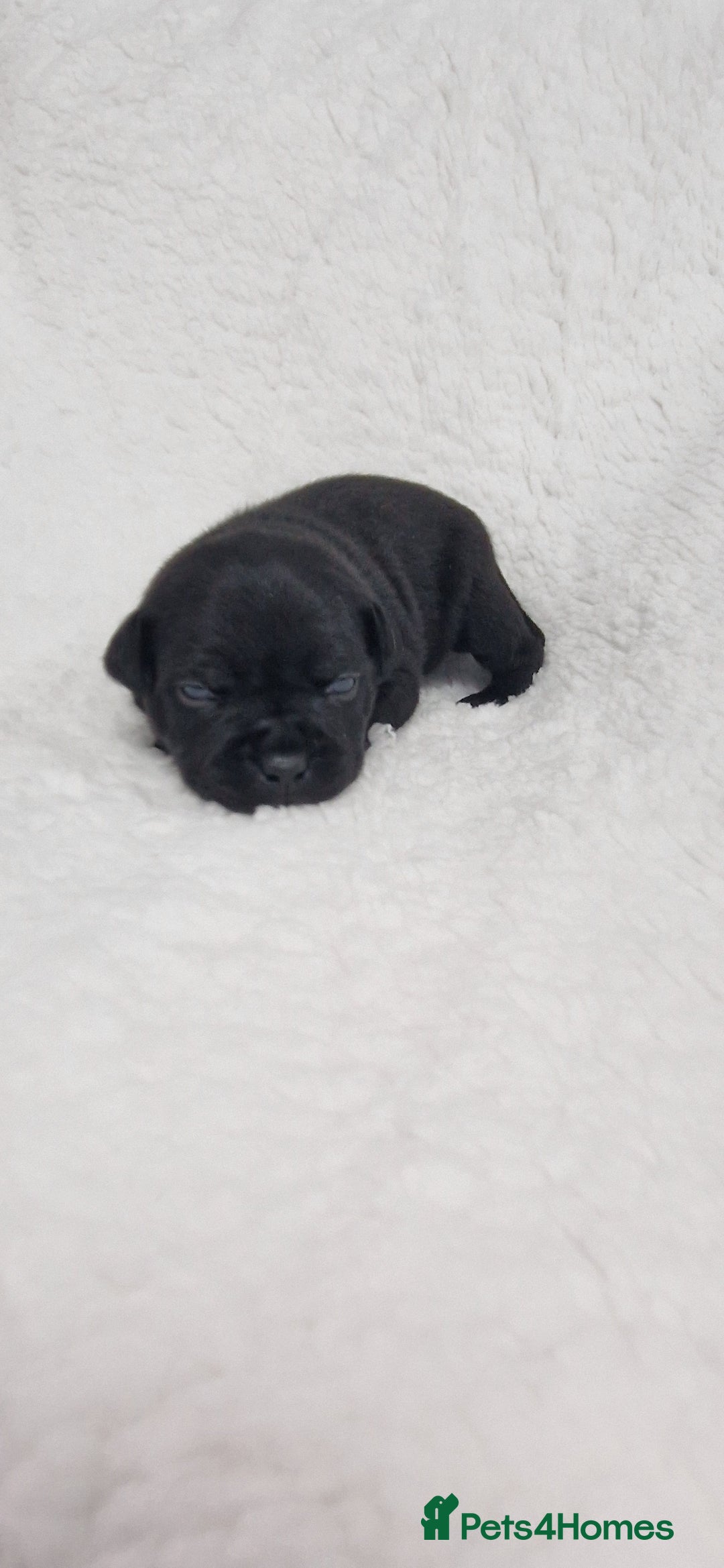 Staffordshire Bull Terrier dogs for sale: 4 Kc Reg Staffordshire Bull Terrier Females 🩷 - Advert 25