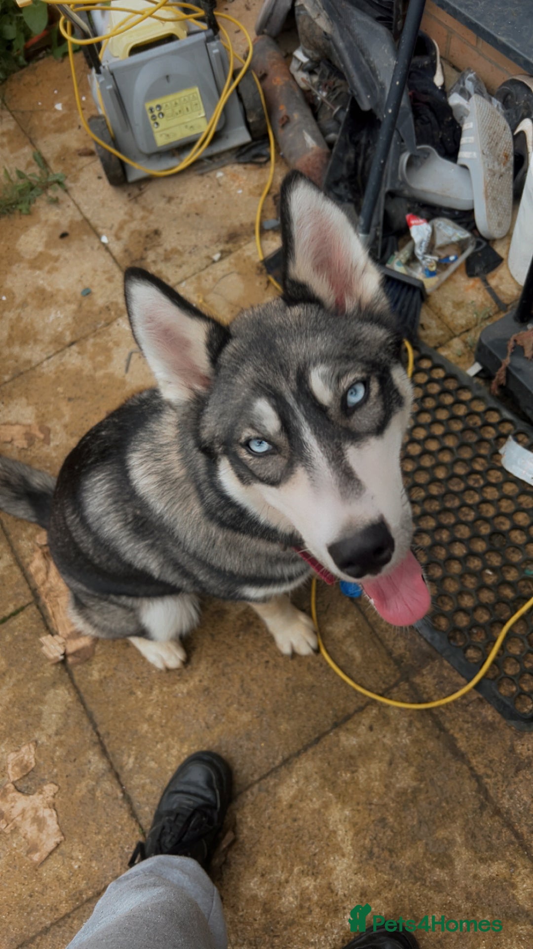 Siberian Husky dogs for sale: Siberian husky puppy for sale - Advert 3