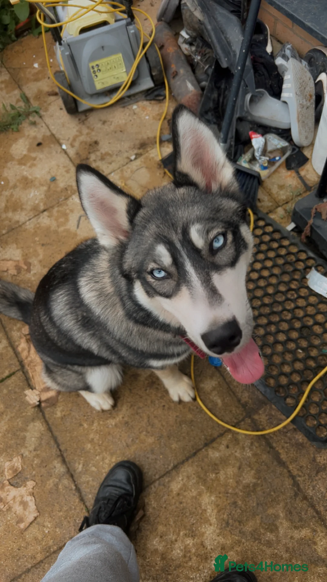 Siberian Husky dogs for sale: Siberian husky puppy for sale - Advert 3