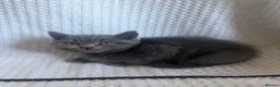 British Shorthair cats for sale: TWO British Shorthair kittens 🐱  in Basildon - Advert 6