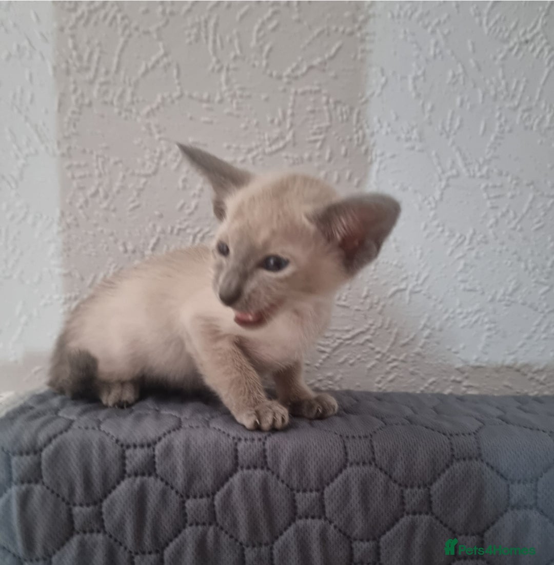 Oriental cats for sale: Oriental kittens - Image 2