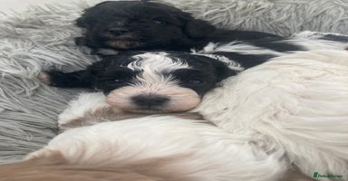 Shihpoo dogs - Advert 1