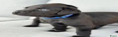 Labrador Retriever 8