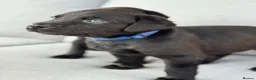 Labrador Retriever dogs for sale: Gorgeous Working Labrador Pups in Crewkerne - Advert 4