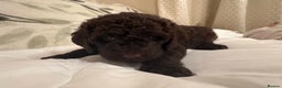 Labradoodle dogs for sale: Lovable F3B Parti Labeadoodle Puppies  - Advert 19