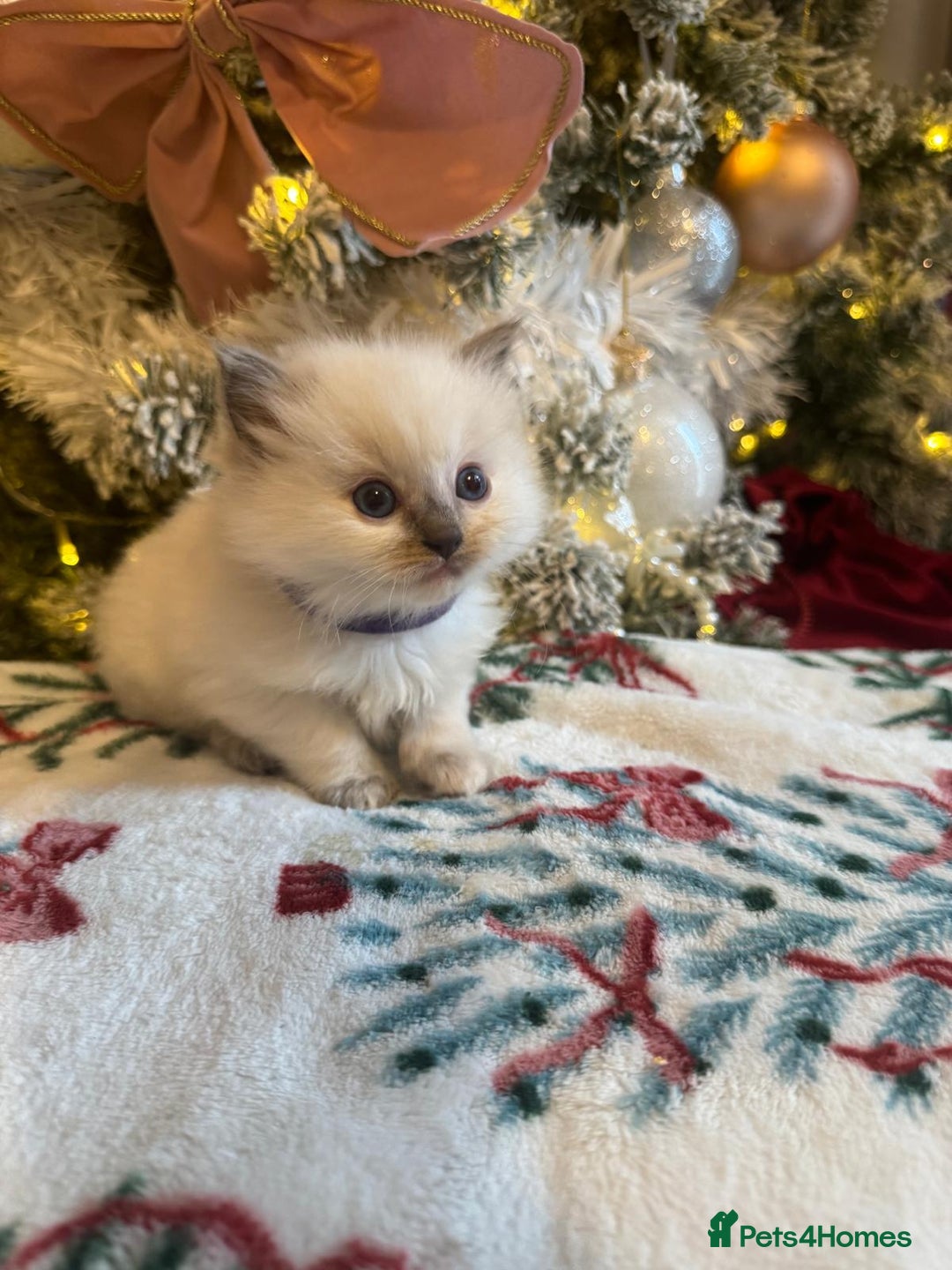 Ragdoll cats for sale: Purebred Ragdolls for sale - Advert 16