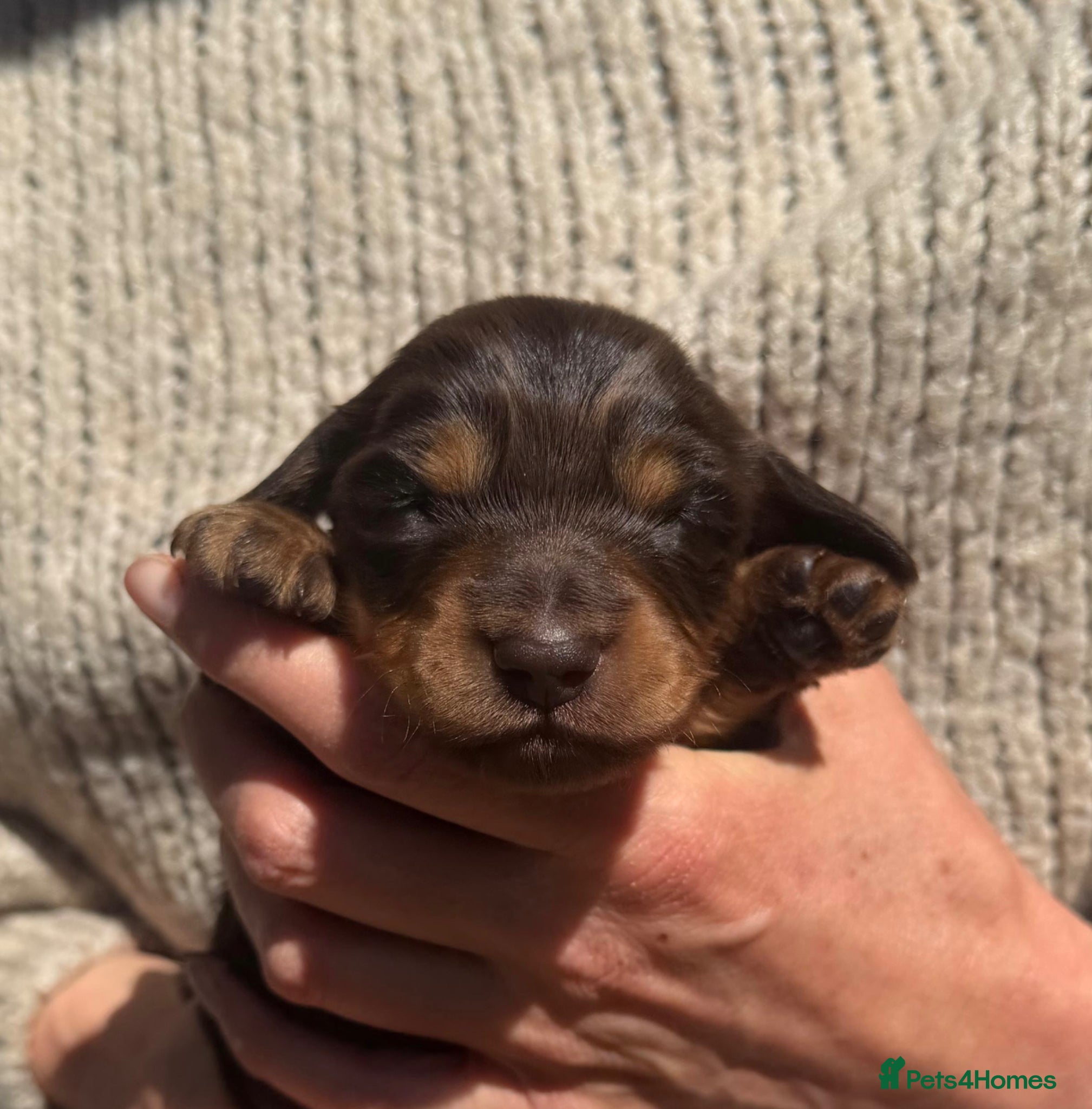 Miniature Dachshund dogs KC Reg Long Haired Miniature Dachshund Puppies - Advert 8
