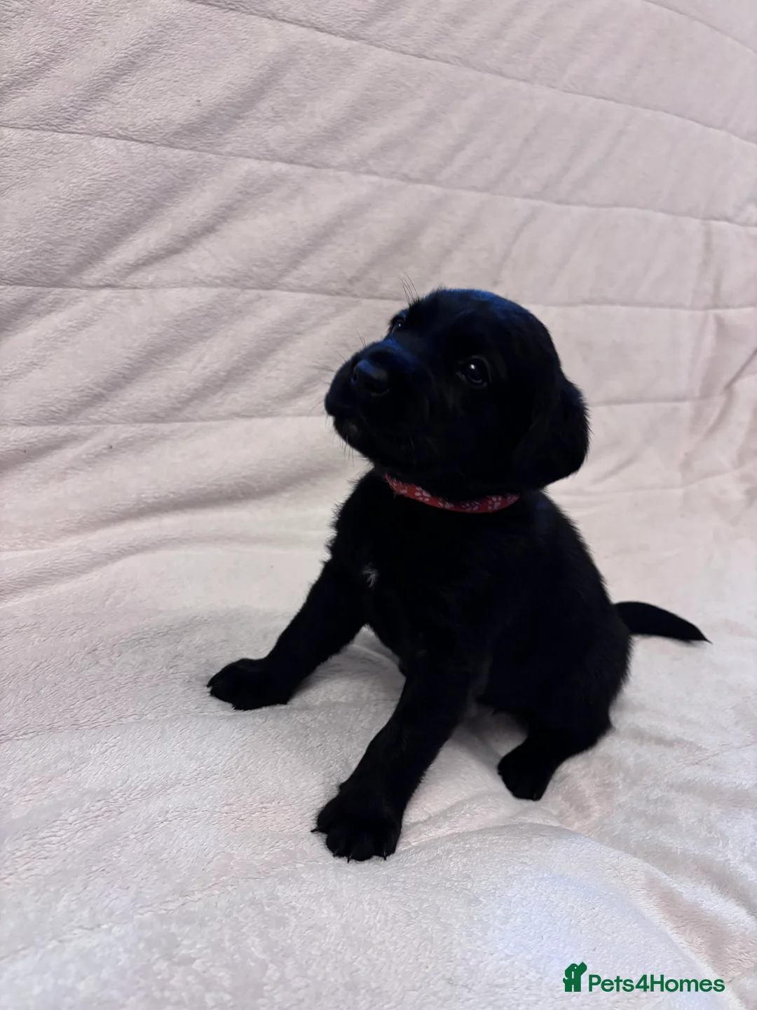 Labrador Retriever dogs for sale: Black Labrador puppies near Salisbury/Andover in Salisbury - Advert 16