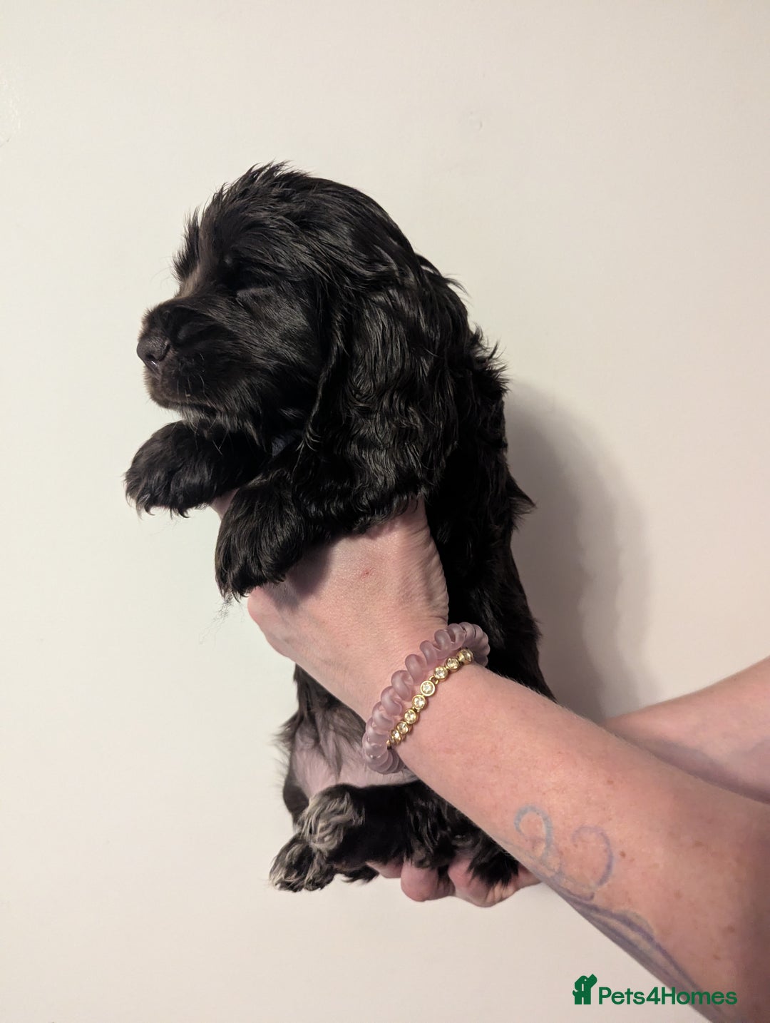 Cocker Spaniel dogs for sale: LAST ONE GIRL NEW🏠Kc reg English Cockerspaniel 🏠 - Advert 15