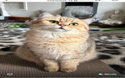 British Shorthair cats for sale: Beautiful rare colour British Shorthair  - Image 7