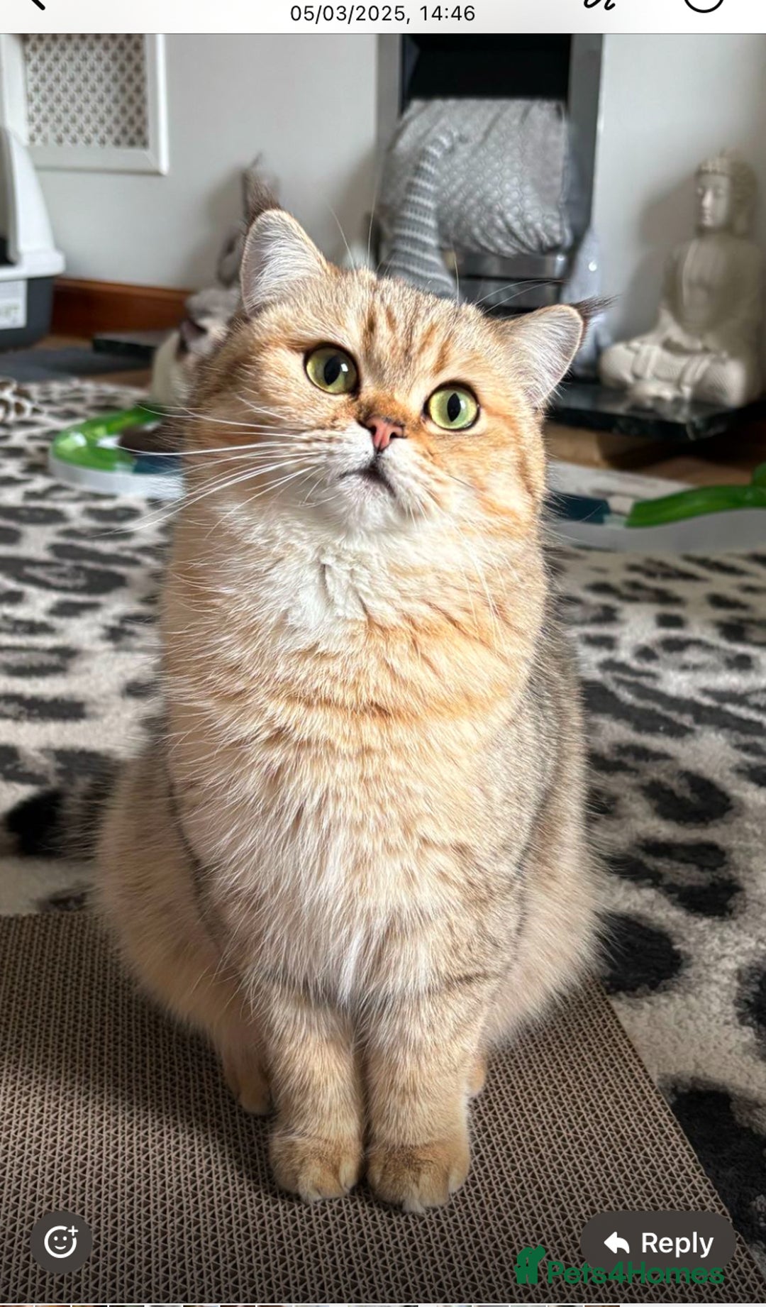British Shorthair cats for sale: Beautiful rare colour British Shorthair  - Image 7