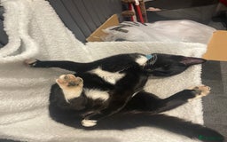 Domestic Shorthair cats for sale: 🐾 Free to a forever home - 2yr old male cat 🐾 - Image 5