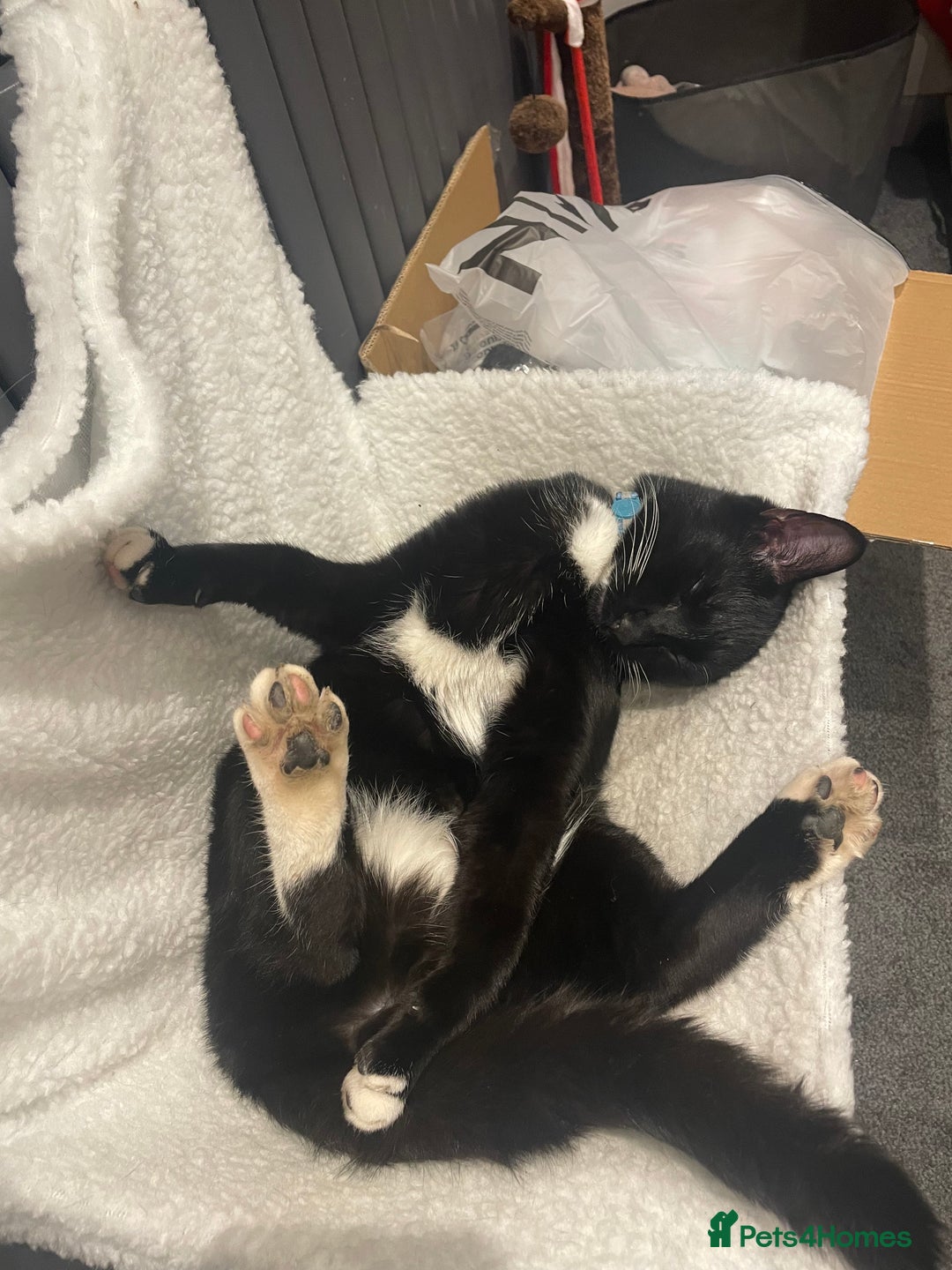 Domestic Shorthair cats for sale: 🐾 Free to a forever home - 2yr old male cat 🐾 - Image 5