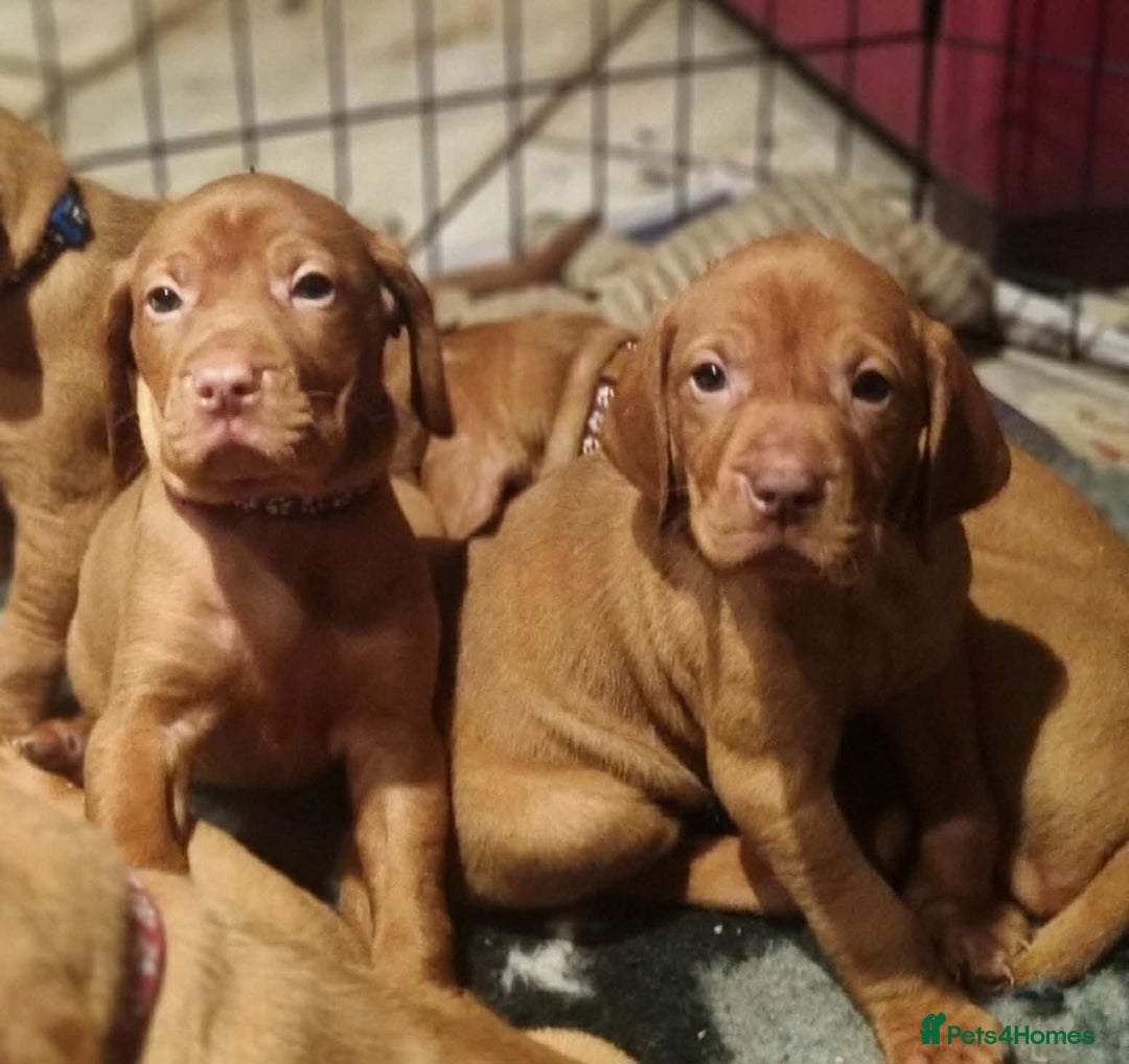 Hungarian Vizsla dogs for sale: Stunning boy available - Advert 1