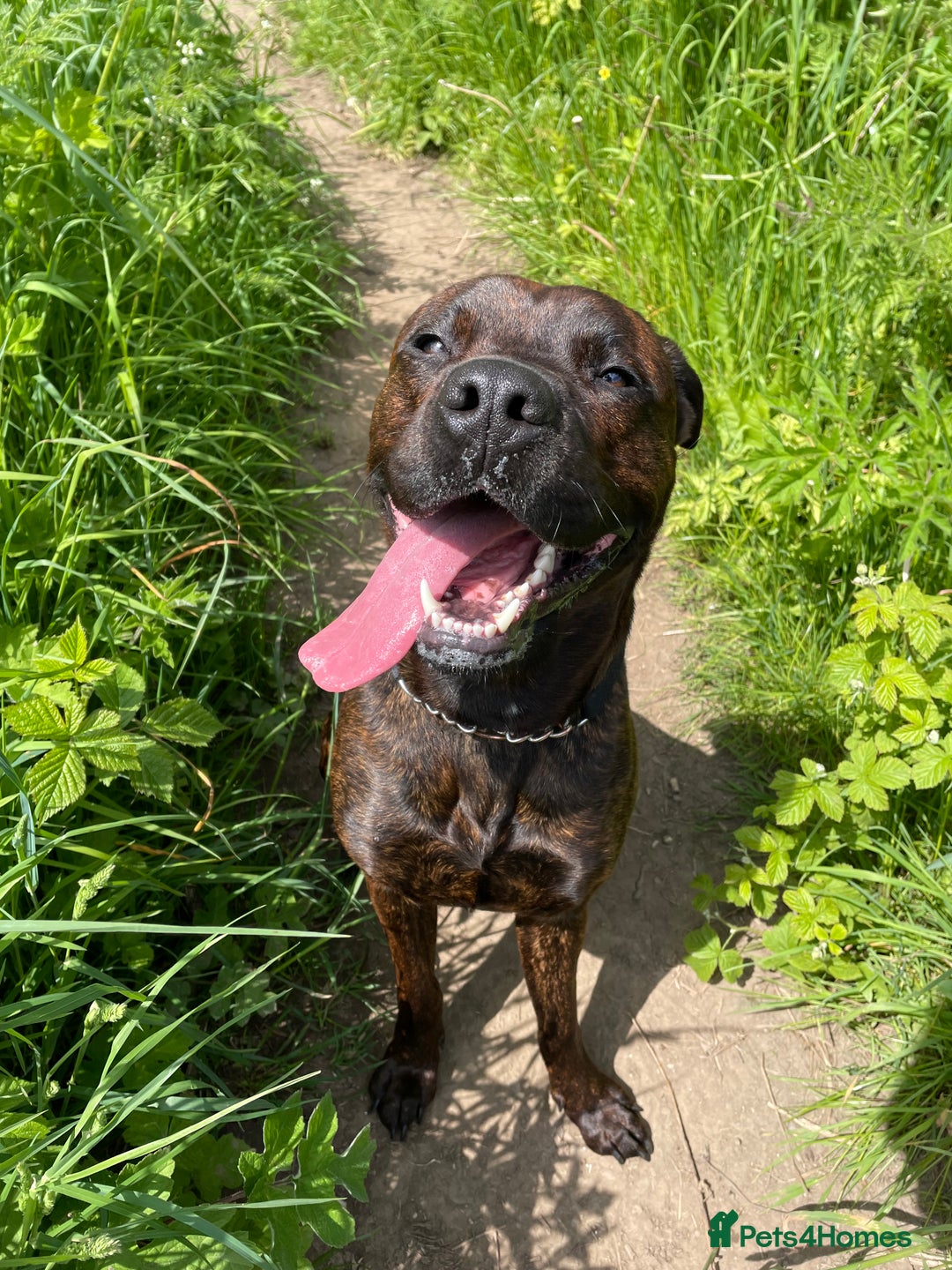 Mixed Breed dogs for sale: 4 year old male staffy mastiff cross - Advert 12