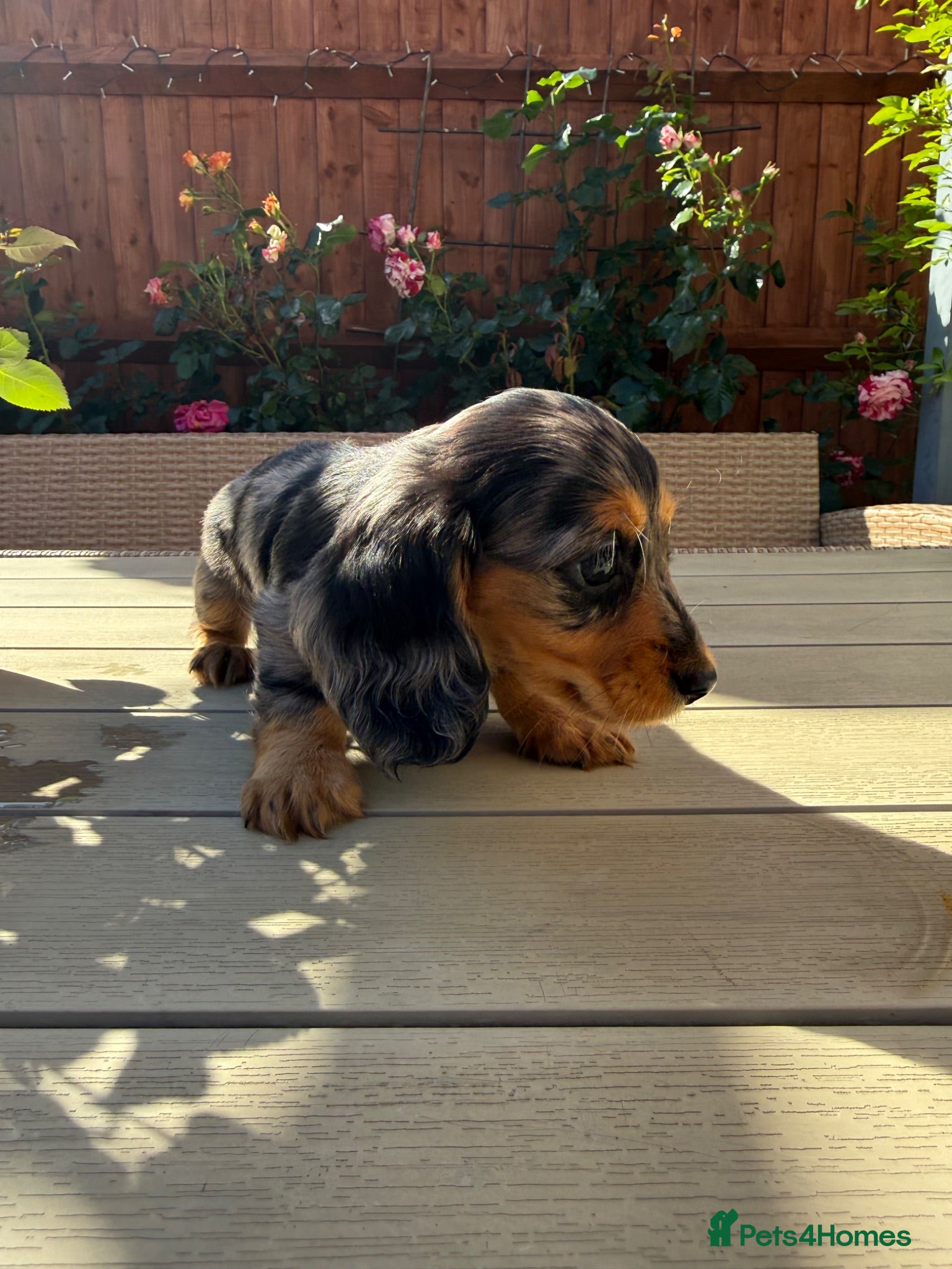 Miniature Dachshund dogs  Adorable Miniature Dachshund Puppies - Advert 2