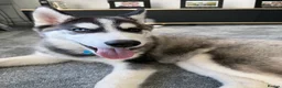 Siberian Husky dogs for sale: Gorgeous bi eyed male husky  - Advert 3