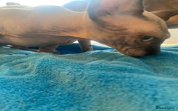 Sphynx cats for sale: Sphinx kitten ready now - Image 13