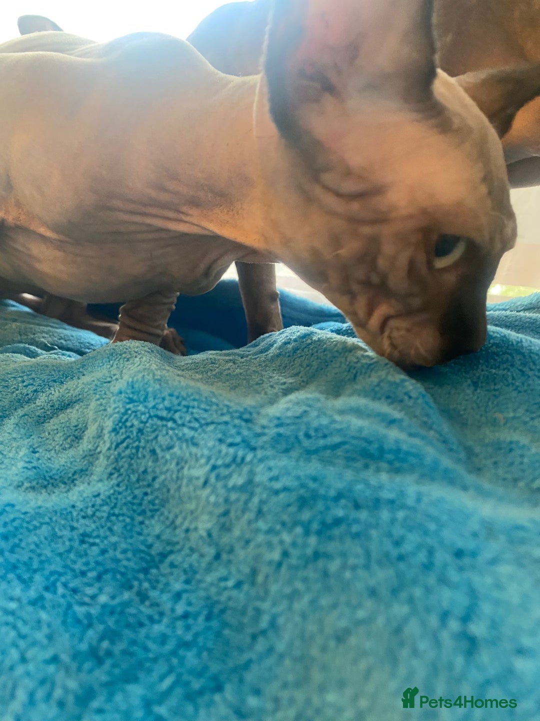 Sphynx cats for sale: Sphinx kitten ready now - Image 13