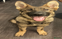 German Shepherd dogs for sale: EQIDIUS IMPORT PUPPY (SLOVAKIA)  - Image 2