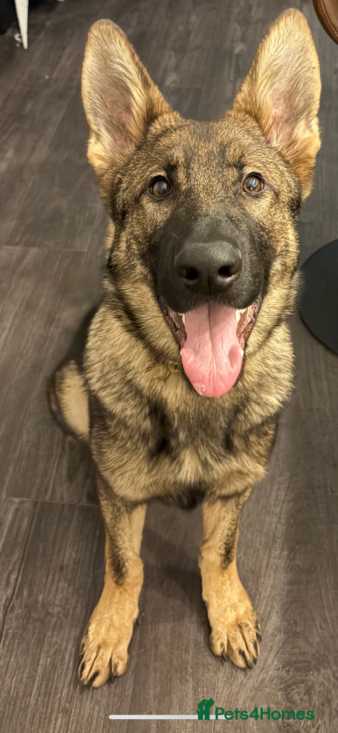 German Shepherd dogs for sale: EQIDIUS IMPORT PUPPY (SLOVAKIA)  - Image 2