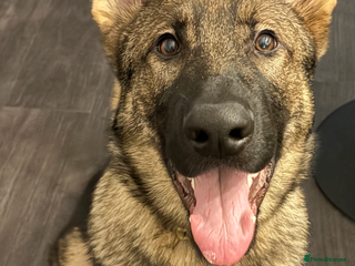 German Shepherd dogs - Advert 6