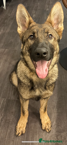 German Shepherd dogs - Advert 4