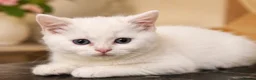 British Shorthair cats for sale: British shorthair adorable kittens ❤️ - Advert 11