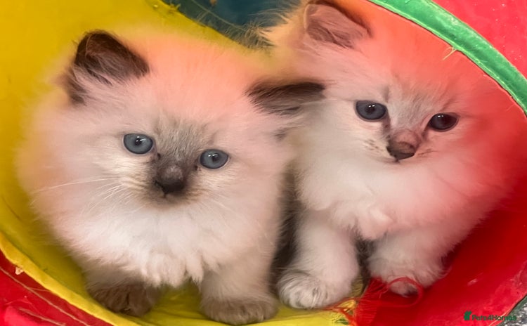Siberian cats - Advert 1