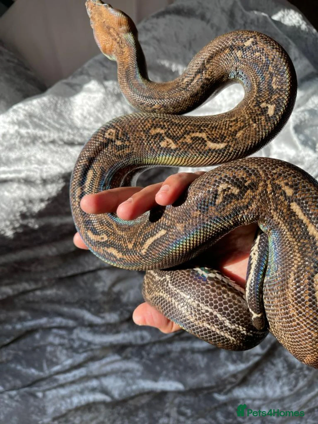 Boa Snake reptiles for sale: Sonoran Leopard Boa - Advert 6