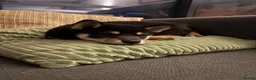 Japanese Shiba Inu dogs for sale: READY NOW ! Shiba Inu puppies - Advert 3